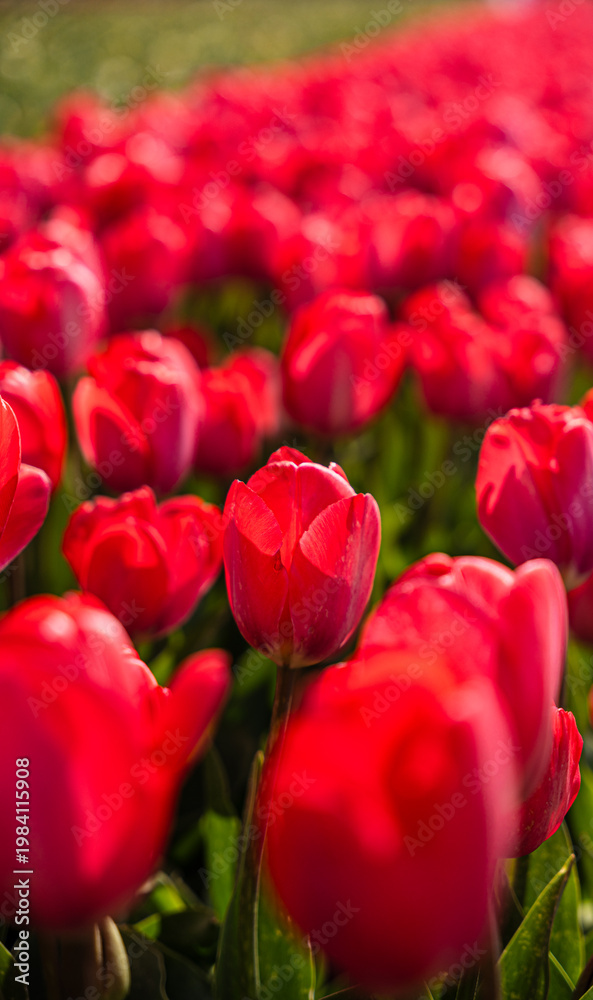 Obraz premium Red tulip flowers in spring