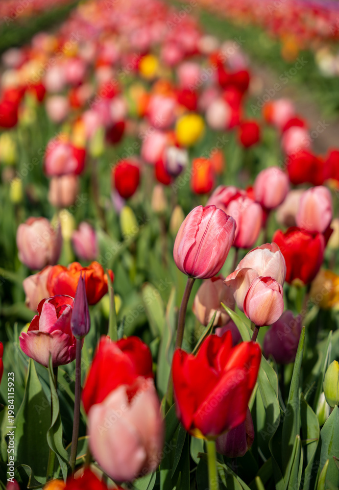 Fototapeta premium Multicolored tulip field in South Holland