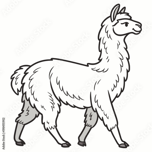 Simple line art illustration of a white woolly alpaca walking on plain