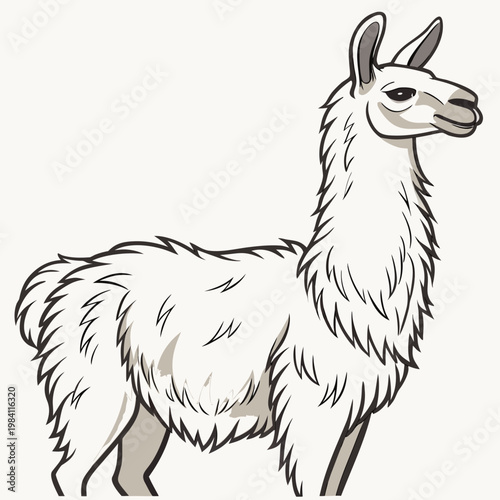 Vector illustration of a white llama standing profile with domestic animal
