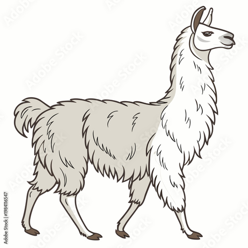 Vector illustration of a white llama walking profile with domestic animal