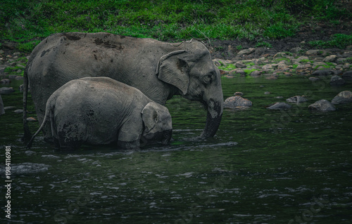 Photography Momma and bay elephants at the river