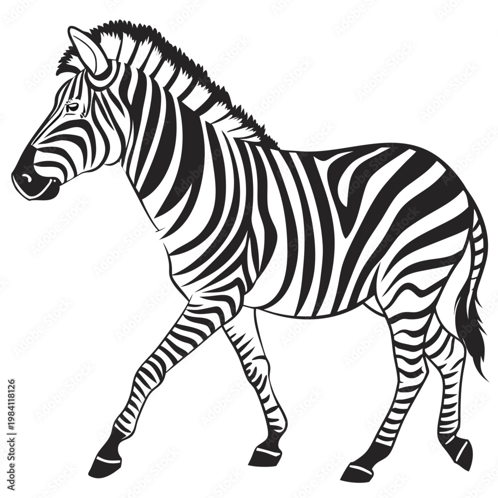 Obraz premium Stripped african zebra walking in side profile monochromatic graphic drawing