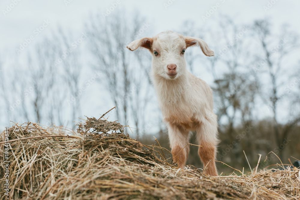 Fototapeta premium Goat kid stands on straw in a rural outdoor scene, curious and alert, with bare trees in the background, simple natural setting, bright daylight, calm atmosphere, ideal for lifestyle and animal