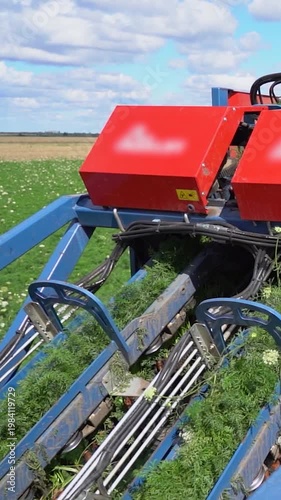 Automatic Harvester Removing Carrot Green Tops on Moving Conveyor Belt Against Blue Sky. Modern organic food production and agribusiness logistics. Search CARROT-HARV-2025 for more clips.