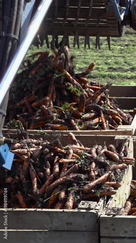 Carrot Harvester Loading Wooden Crates and Moving to Next Box on Tractor Trailer in Motion. Modern organic food production and agribusiness logistics. Search CARROT-HARV-2025 for more clips.