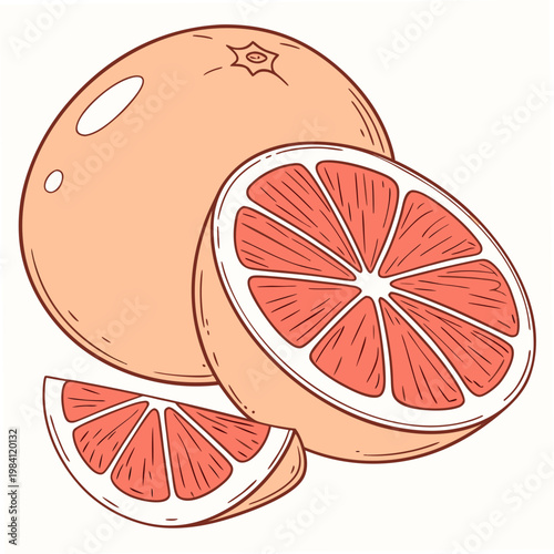 Simple outline citrus grapefruit illustration with half and segmented slice