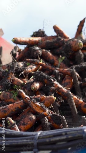 Close Up Slow Motion of Fresh Carrots with Soil Moving on Harvester Conveyor Belt and Falling. Modern organic food production and agribusiness logistics. Search CARROT-HARV-2025 for more clips.