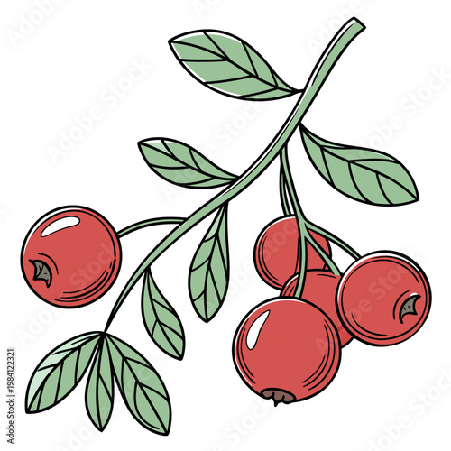 Fresh red cranberries on branch with green leaves hand drawn vector illustration