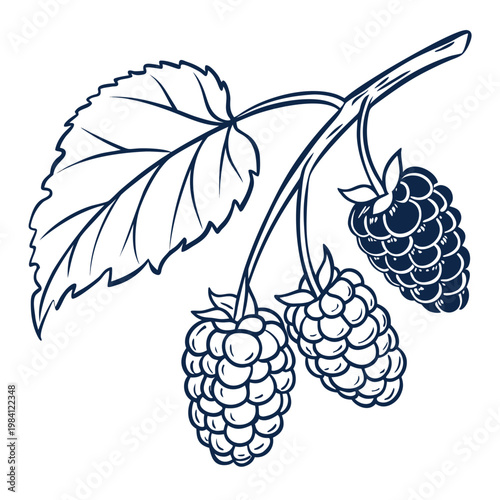 Wild blackberries on branch with leaf hand drawn outline vector illustration