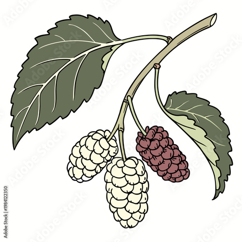 Hand drawn mulberry branch with ripe berries and leaves illustration, mulberry