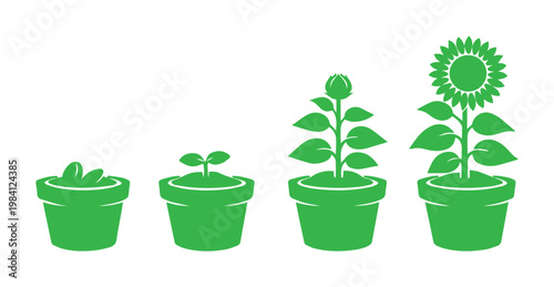 Proceso de crecimiento de planta, desarrollo de girasol desde semilla hasta flor, evolución botánica en maceta, ilustración vectorial verde para agricultura y jardinería.