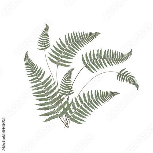 Green Fern Fronds Isolated on White Background, Elegant Plant Illustration