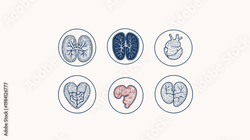 Six hand-drawn anatomical diagrams of human organs, arranged in circles on a beige background