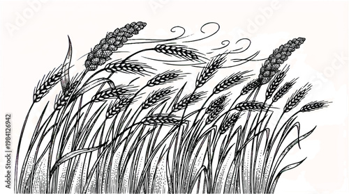 Sketch of wheat stalks blowing in the wind with agriculture illustration countryside movement culinary foodstuff botanical