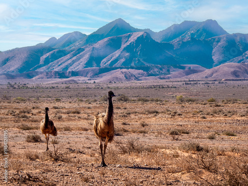 Two emu walking across an arid landscape with the Flinders Ranges in the background