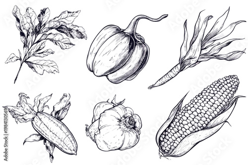 Artistic black and white illustrations featuring various vegetables and foliage on a white background