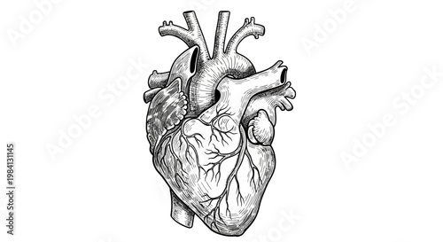 Anatomy Sketch of a Human Heart, AIzaSyACw