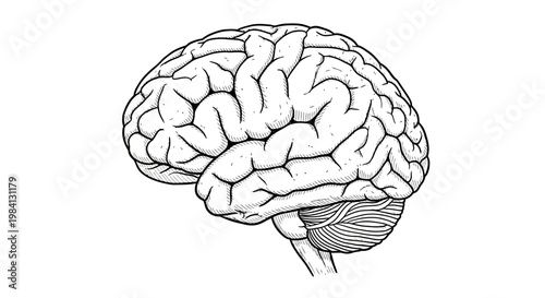 Detailed scientific illustration of human brain anatomy, showcasing the intricate cerebral structure and neural network sketch for medical and educational purposes