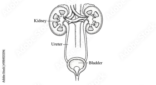 AIzaSyACw_Sl32TVbLAaliGlWq7iQivO06qYVOU. Accurate anatomical illustration of the human urinary system, showing kidneys, ureters, and bladder, vital for waste removal