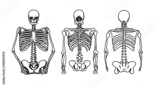 Detailed illustration of human skeletal structure, front, back, and side views in ink