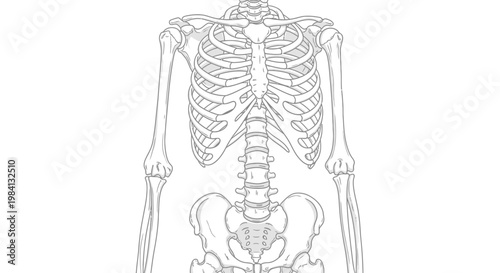 AIzaSyACw_Sl32TVbLAaliGlWq7iQivO06qYVOU Partial human skeleton outline sketch showing torso, rib cage, spine, pelvis. Ideal for anatomy education