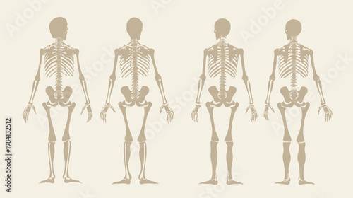 Four stylized human skeleton illustrations in a beige tone, showcasing anatomical views