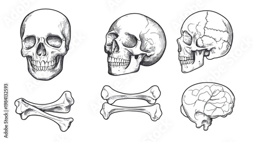 Artistic black and white illustrations of a human skull from different angles with bones and brain