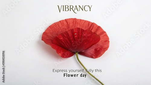 Elegant Red Poppy Flower Isolated on White Background