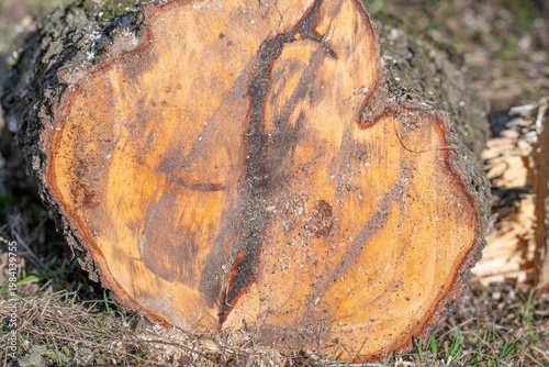 Canvas Print Log segment exposed showing annual growth rings and bark debris