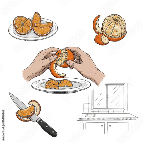 Detailed hand drawn illustration showing process of peeling and slicing fresh orange fruit including segments on plate kitchen knife and interior kitchen background scene.