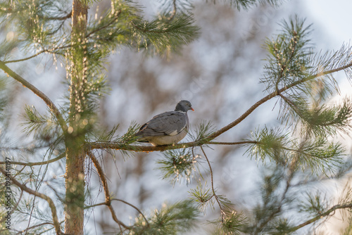 Canvas-taulu Bird prepares to fly