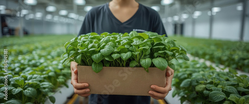 Person holds a box of young plants in a large greenhouse during daylight hours