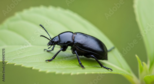 Black beetle on green leaf