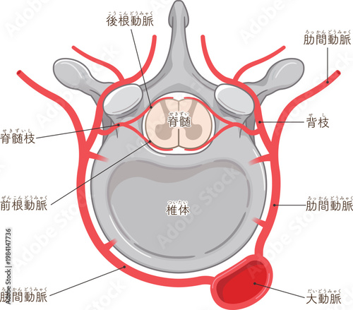 胸椎の血管のイラスト blood vessels of the thoracic vertebrae