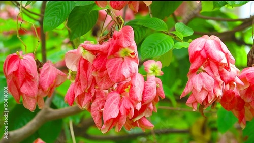 Mussaenda alicia or Dona Luz or Dona Alicia is light pink flower on the green garden
