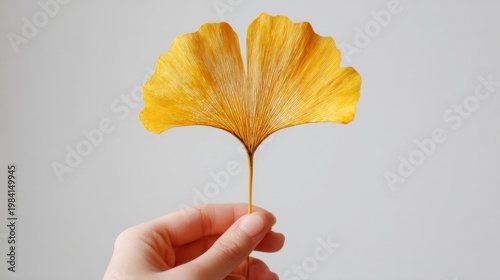 A golden ginkgo leaf held gently by a hand against a soft gray minimal background, showcasing the leaves delicate veins
