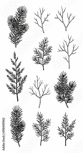 Set of hand-drawn black and white illustrations featuring various conifer branches, pine needles, spruce twigs, and bare winter branches isolated on a white background for design.