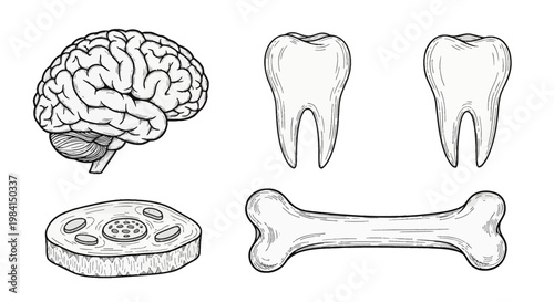 Hand-drawn anatomical illustrations featuring a detailed human brain, two molar teeth, a long bone, and a cross-section of a bone structure isolated on a plain white background.
