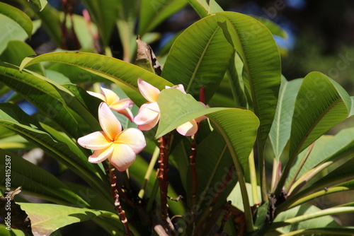 Flowers of the Yellow Frangipani (Plumeria rubra) in close-up photographed in the botanical garden San Anton of Malta
