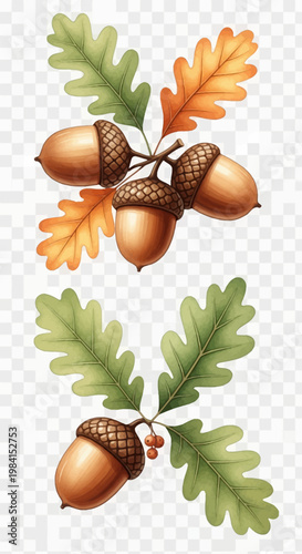Watercolor botanical illustration featuring clusters of brown acorns with textured caps, green and orange lobed oak leaves, and small berries, isolated on a transparent background.