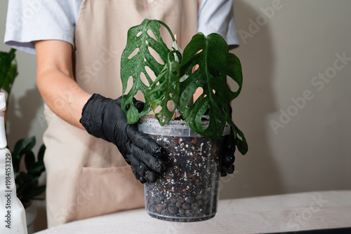 Misting a tropical indoor plant with a water spray bottle.