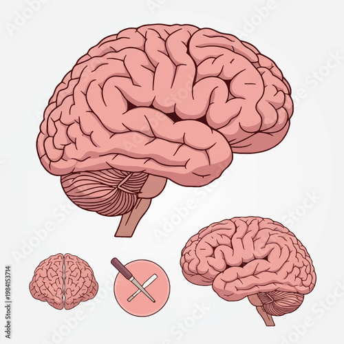 Anatomical vector illustration set of the human brain including lateral profile views and front view of cerebral hemispheres, showing cerebrum and cerebellum anatomy on white background.