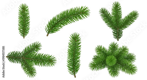 Collection of various green pine branches for Christmas decoration and winter holidays