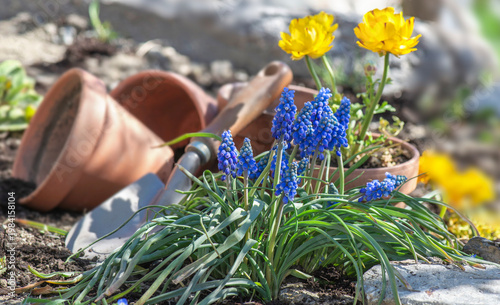 blue muscaris flowers blooming and yellow buttercup potted with gardening too...