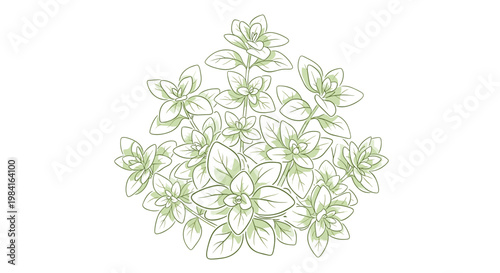 A lush cluster of fresh oregano, displaying its small, oval green leaves, an aromatic herb essential for Mediterranean and Italian cuisine.