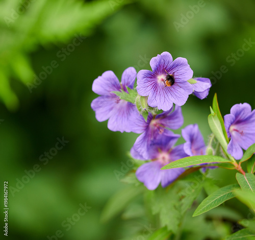 Closeup, flowers and blossom with growth in nature for pollination, biodiversity and horticulture. Blooming, cranesbill and foliage with wildflower, cultivation and botanical plant in natural habitat