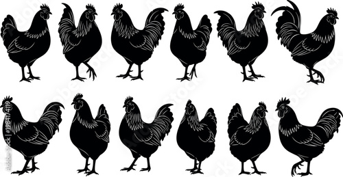 Black Silhouette of Roosters in Various Poses for Farm and Animal Illustration Designs