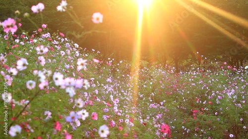 コスモスの花畑と朝日の木もれ日の光芒