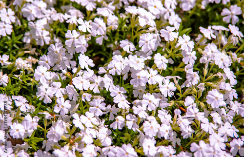Wallpaper Mural White phlox are blooming in the garden
 Torontodigital.ca